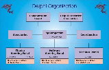 Details about DELPHI Organization